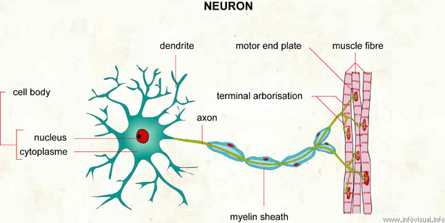 Neuron  (Visual Dictionary)